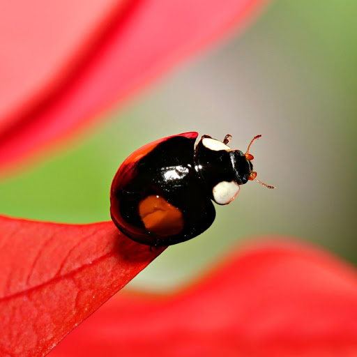 Hd-180343-ascw180343