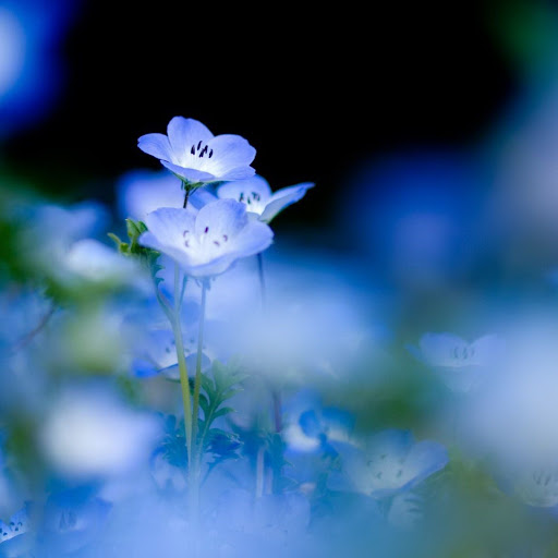 Hd-132501-ascw132501