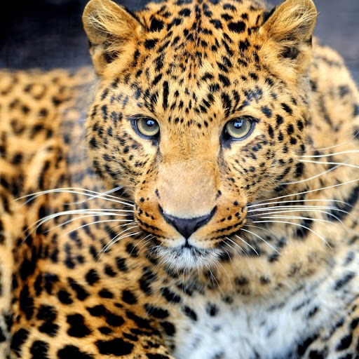 Hd-146857-ascw146857