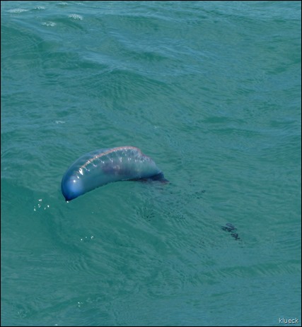 Portueguese man o war