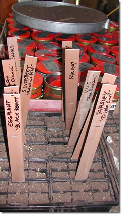 Seeds are sprinkled into a 2/3 deep layer of finely-sieved soil in old seed punnets packed into seed trays. The final 1/3 depth is filled with the same soil mixture. Each punnet is labelled with a pointed wooden slat made from window blinds.