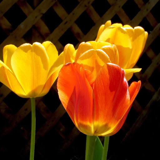 Hd-150037-ascw150037