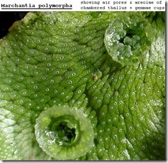 Marchantia polymorpha 3