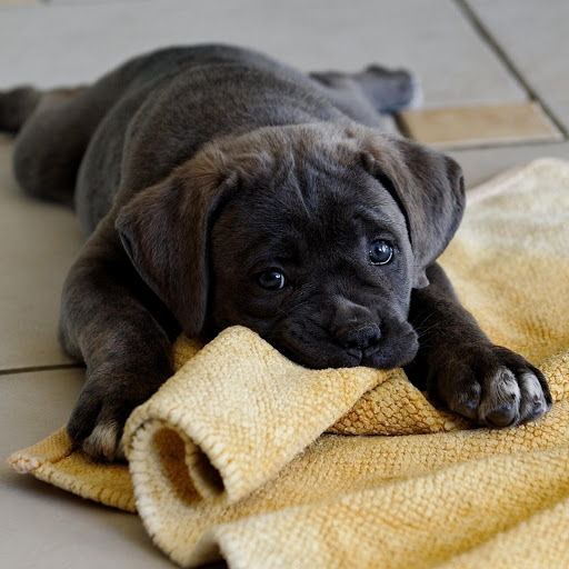 Hd-134680-ascw134680