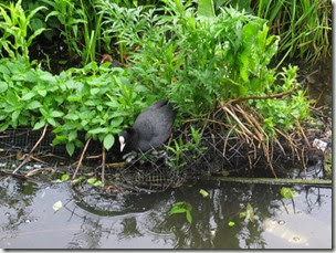 canal coot