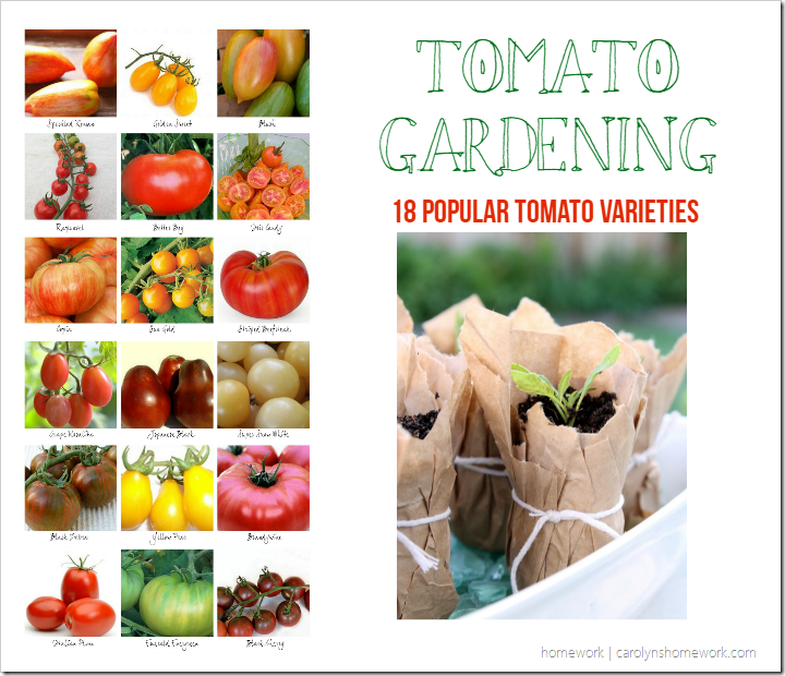 Tomato Gardening 18 Popular Tomato Plants for your garden
