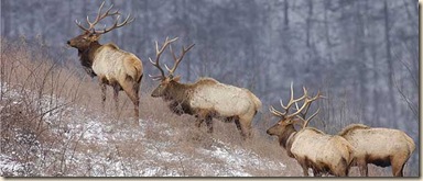 SmokiesElk