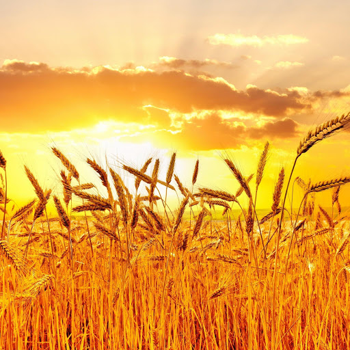 Hd-171755-ascw171755