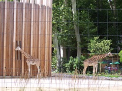 2007.07.05-003 girafes