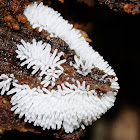 Ceratiomyxa fruticulosa