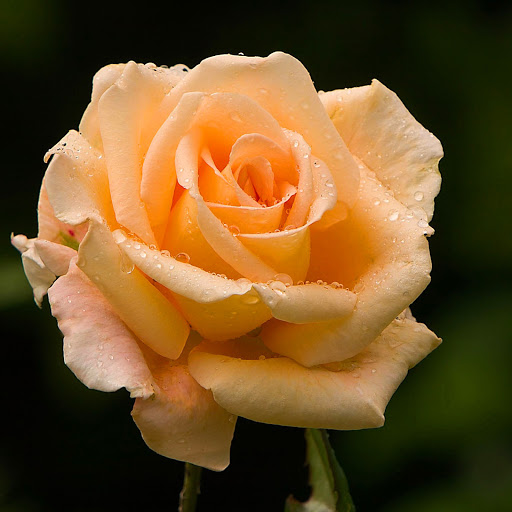 Hd-152024-ascw152024