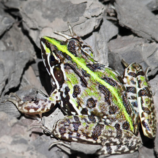 Hd-180631-ascw180631