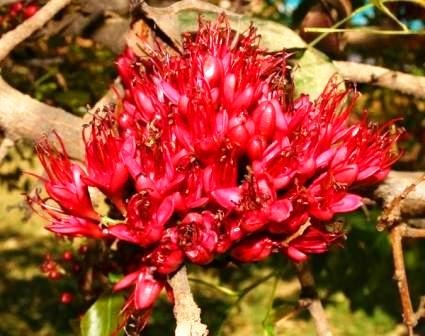 [Schotia_brachypetala%255B2%255D.jpg]