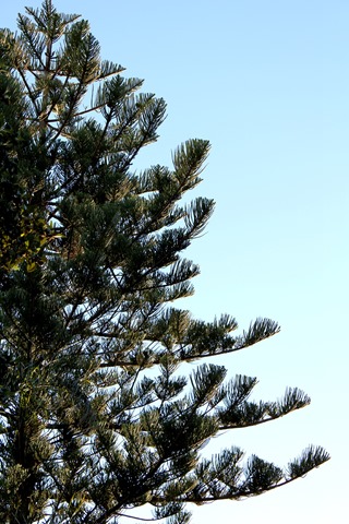 norfolk pine