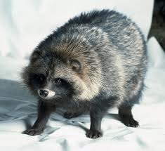 [Amazing%2520Animal%2520Pictures%2520Racoon%2520Dog%2520%25287%2529%255B4%255D.jpg]