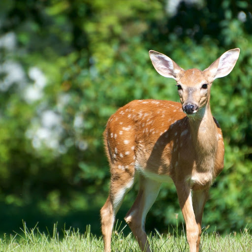 Hd-161048-ascw161048