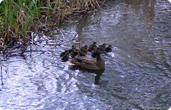 17042012260 First Ducklings