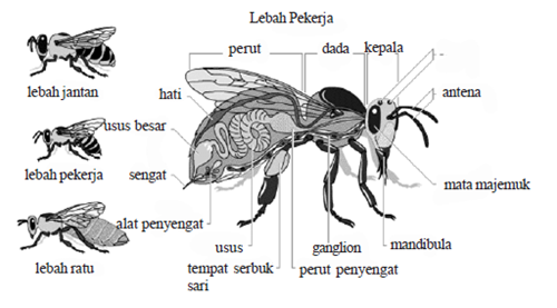 bagian bagian tubuh lebah