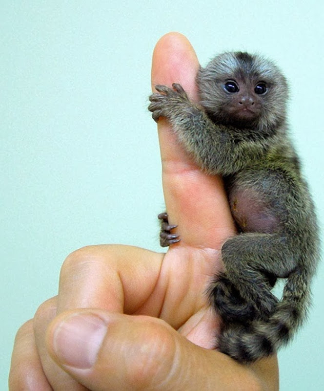 Pygmy Marmoset - The Smallest Monkey | Amusing Planet