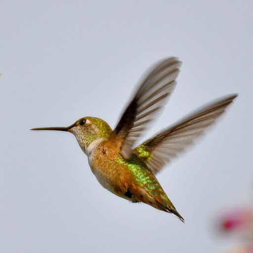 Hd-156111-ascw156111