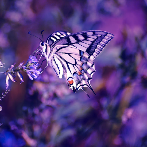 Hd-144752-ascw144752