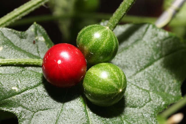 [Mukia%2520m%255B3%255D.jpg]