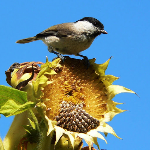 Hd-135649-ascw135649