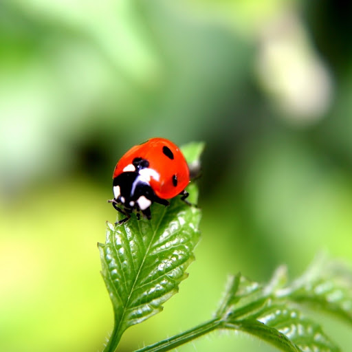 Hd-146625-ascw146625