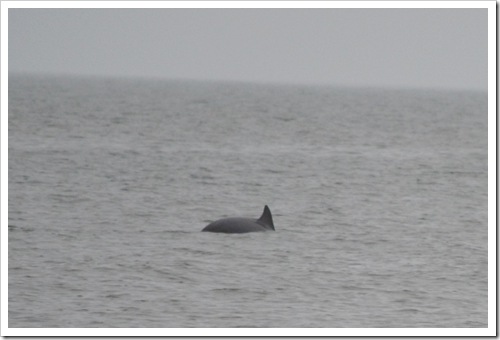 Hilton Head dolphin back