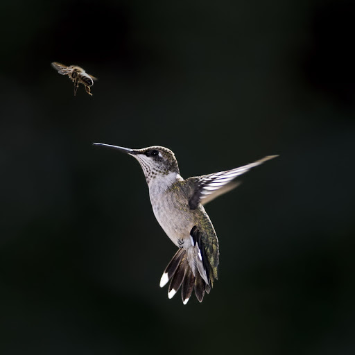 Hd-178649-ascw178649