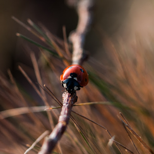 Hd-185722-ascw185722