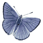 [butterflies_63%255B2%255D.gif]