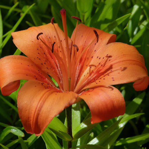 Hd-152526-ascw152526