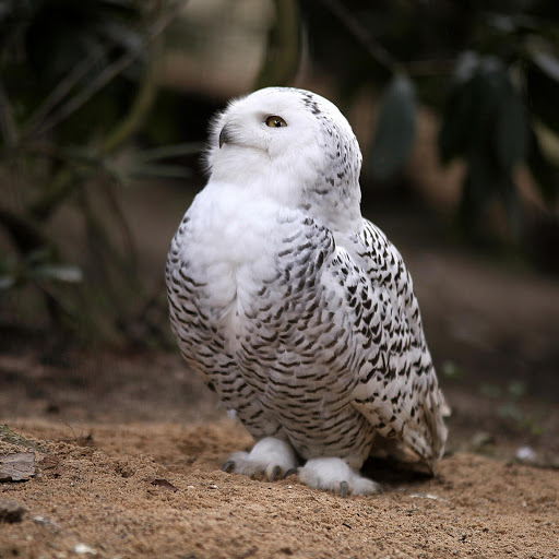 Hd-177837-ascw177837