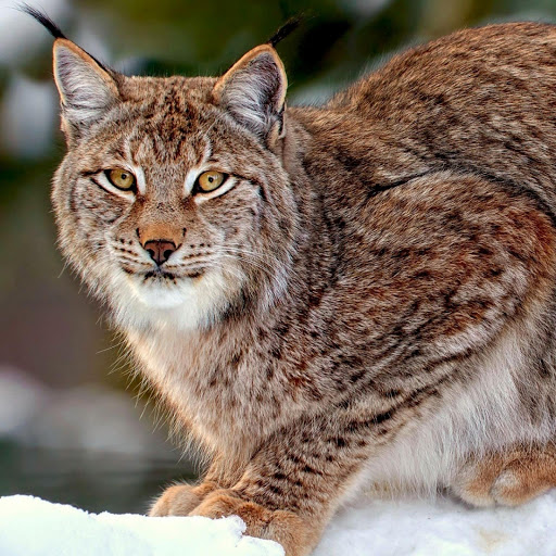 Hd-177535-ascw177535