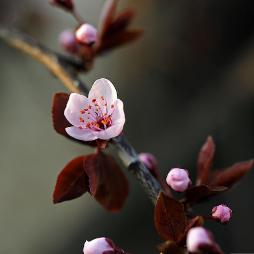 Hd-155057-ascw155057