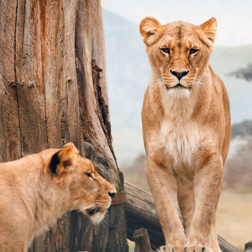 Hd-155838-ascw155838