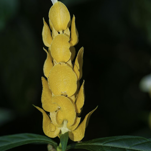 Hd-142400-ascw142400