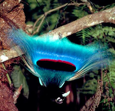 Bird of paradise (burung surga) bird of paradise burung surga