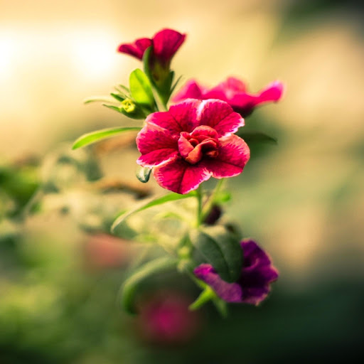 Hd-175840-ascw175840