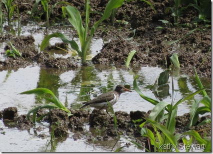 Spotted Sandpiper in flooded cornfield