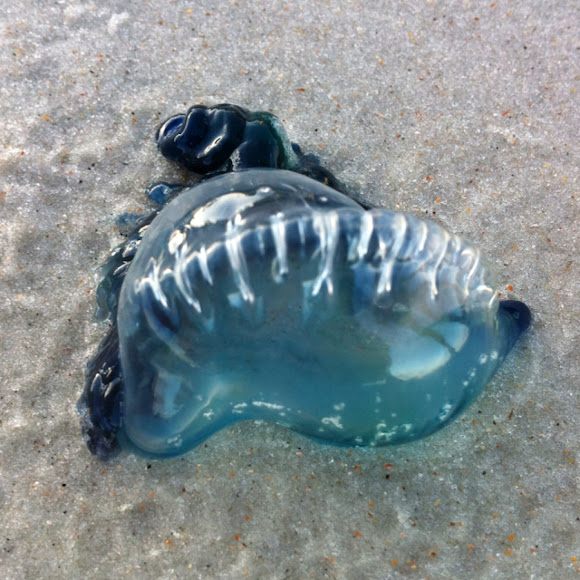 Portuguese Man O War jellyfish Project Noah