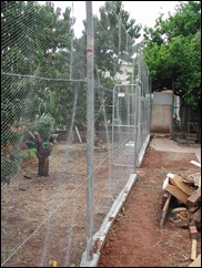 This enclosed orchard (under construction) is needed to keep possums and parrots from the peach trees. The lemon tree is to the right.