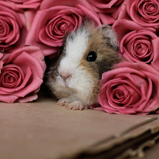 Hd-137681-ascw137681