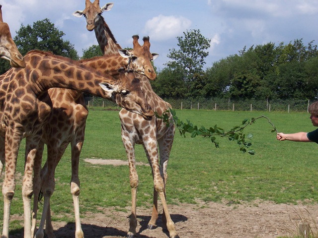 [2007.08.09034repasdesgirafes3.jpg]