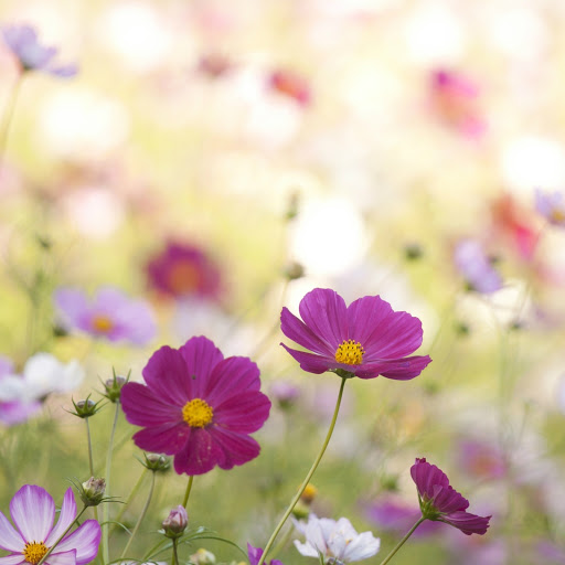 Hd-144319-ascw144319