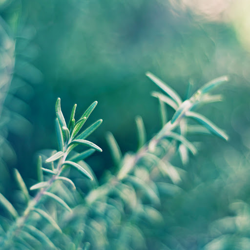 Hd-137310-ascw137310