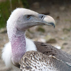 Rueppell's vulture