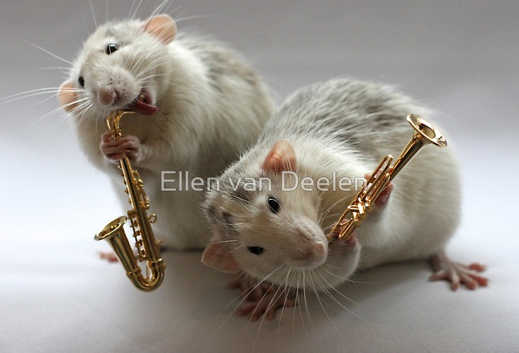 rat-musicians-005