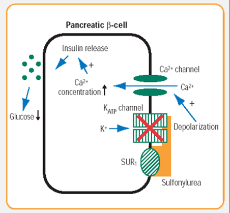 sulfonilureas en diabetes ppt insulina